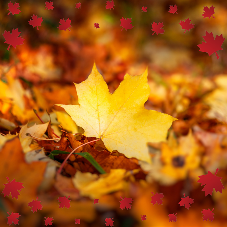 The Majestic Maple Leaf: Significance, History, and Fun Facts – MoXen Art